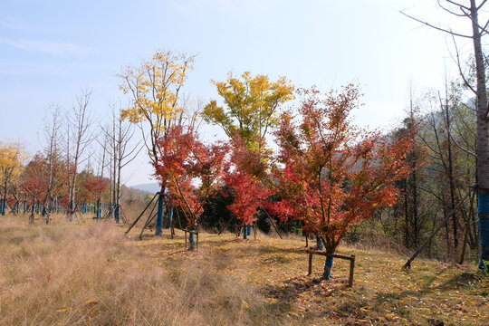 红枫林大山