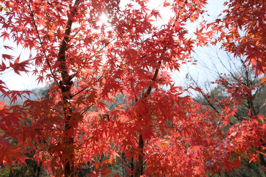 红枫林红叶远山