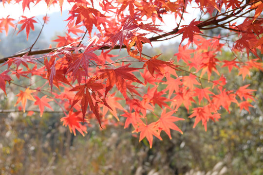 森林枫叶