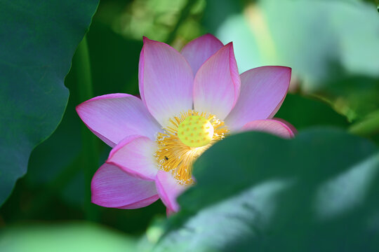 荷花正面特写