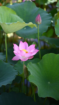 高清荷花素材壁纸