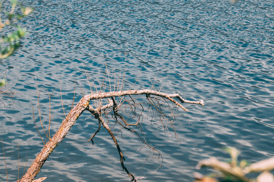 湖边枯树枝