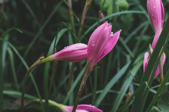 水仙花特写