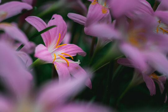 水仙花特写