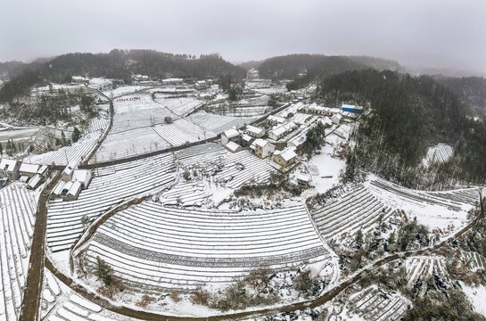 茶园雪景