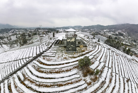 茶园雪景