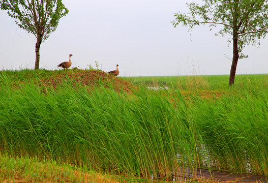 湿地大雁鸟窝