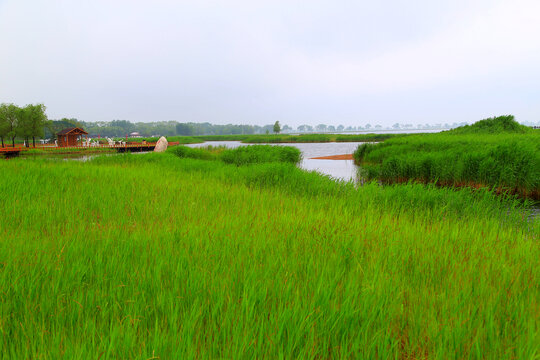 扎龙湿地芦苇荡