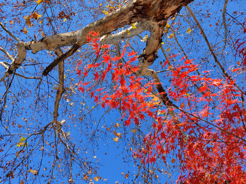 落叶树和红枫树