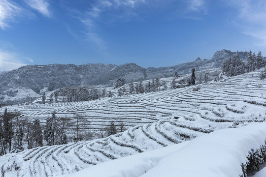 四川宜宾珙县永兴茶场茶山风景