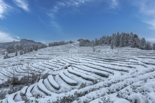 四川宜宾珙县永兴茶场茶山风景