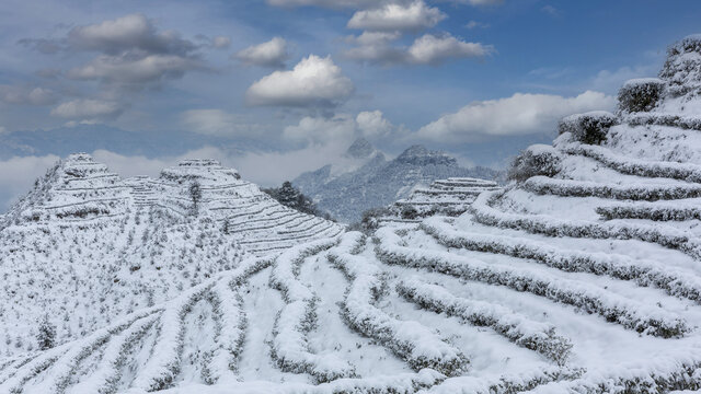 四川宜宾珙县永兴茶场茶山风景