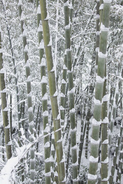 雪景竹林