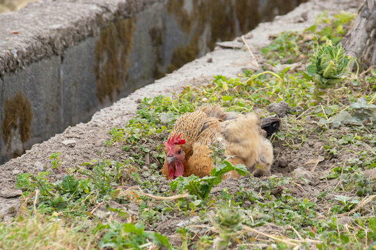 母鸡挖洞