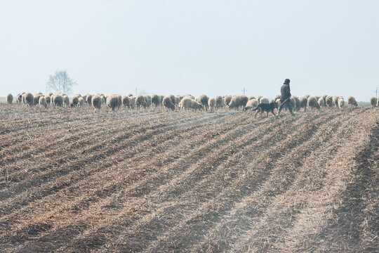春天田野牧羊群
