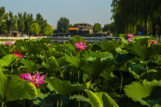 北京什刹海夏日风光