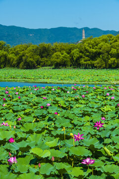 北京颐和园夏日风光