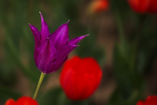 郁金香花