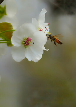 蜂花之恋