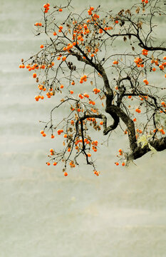 中国风柿子树