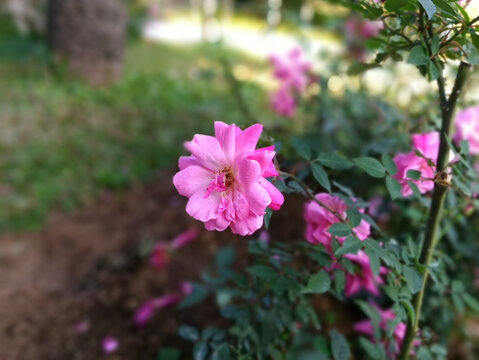 花草月季花