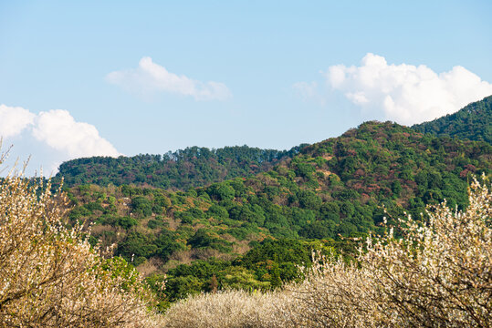 萝岗香雪公园梅花与山林风景