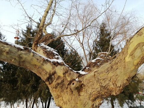 雪后树枝