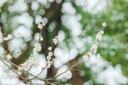 广州萝岗香雪公园梅花