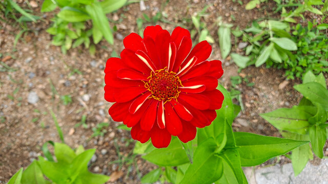 红菊花