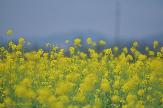 油菜花