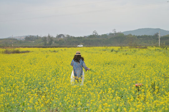 油菜花