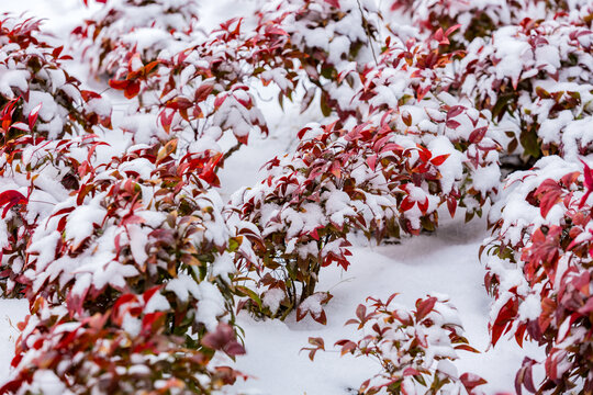 白雪映红叶