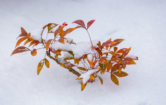 白雪映红叶