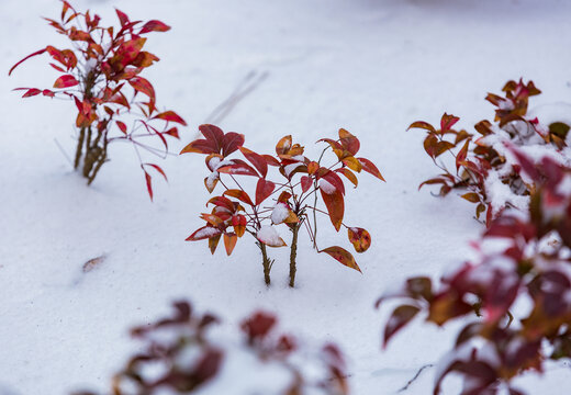 白雪映红叶