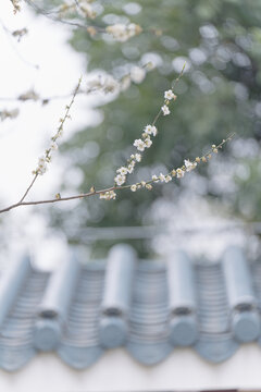 萝岗香雪市民广场梅花