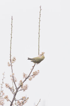 梅花上的暗绿绣眼鸟