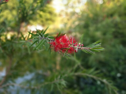 公园芙蓉花