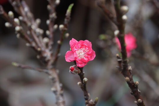 梅花