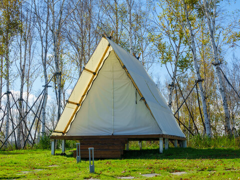 阳光下白桦林中的露营帐篷