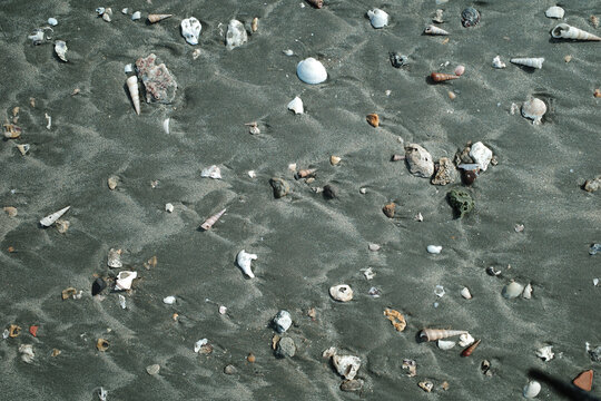 海边滩涂上的贝壳