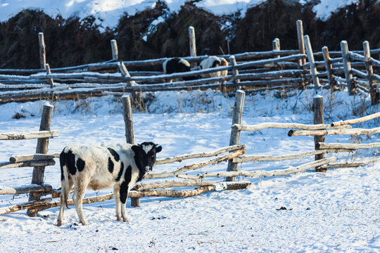 冬季圈养牛