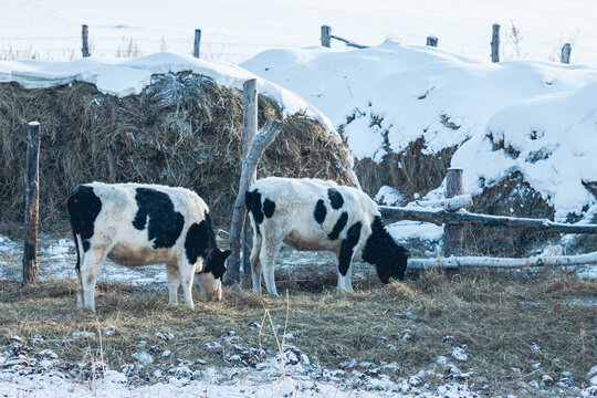 农村冬天养殖牛