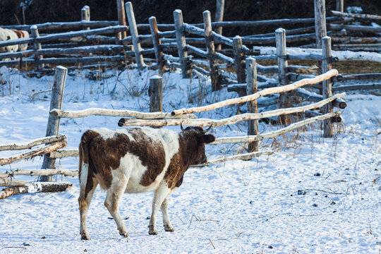 冬季乡村养牛