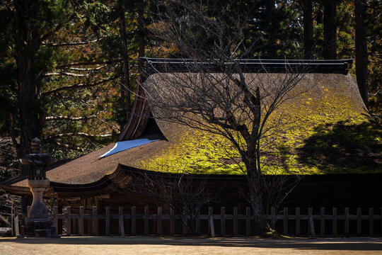日本高野山寺庙上的青苔
