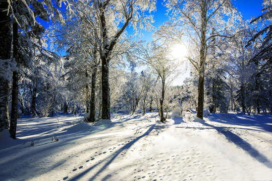 唯美冬天雪景森林