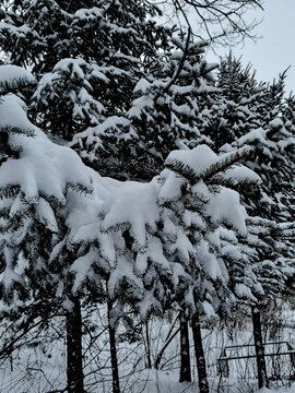 雪压枝头