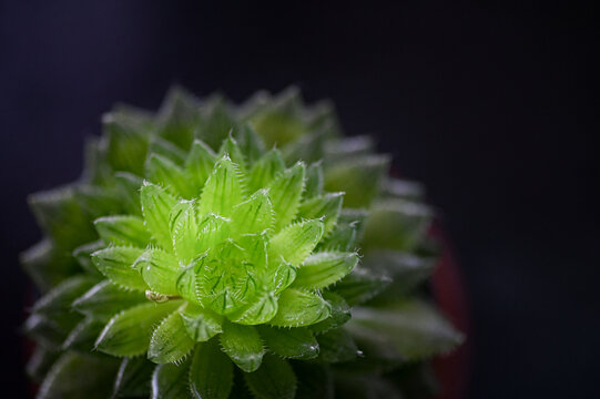 绿色多肉植物特写