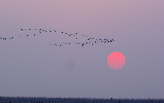 日落时分一群灰鹤飞过天空