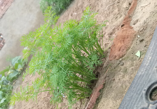 茴香苗
