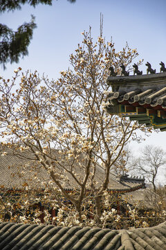 北京北海公园3月